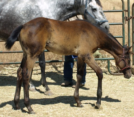 filly