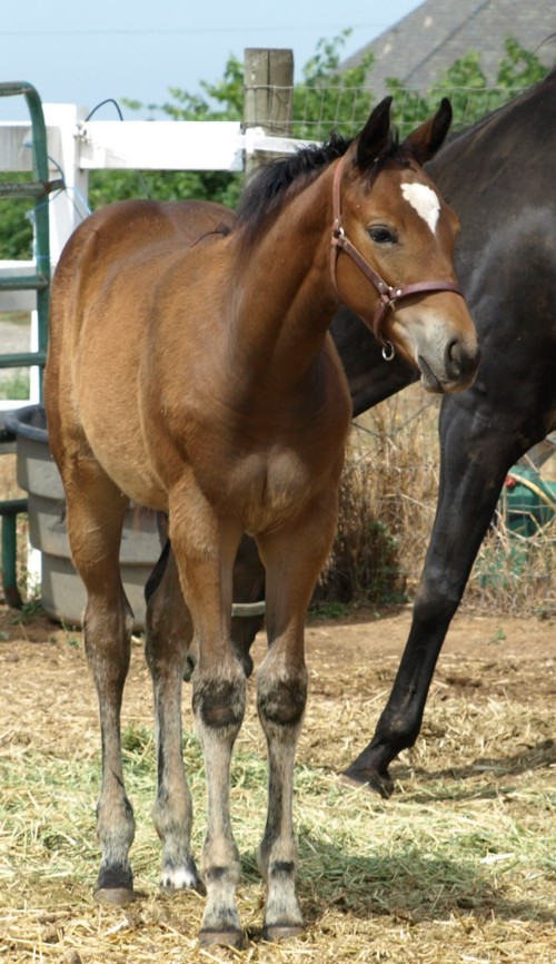 2010 filly