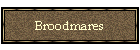 broodmares